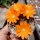 Rebutia walteri WR 784