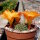 Rebutia walteri WR 784