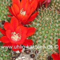 Rebutia wessneriana v. beryllioides Don. 433