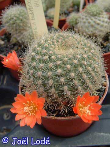 Rebutia xanthocarpa v. salmonea