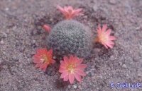 Rebutia xanthocarpa v. salmonea
