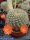 Rebutia xanthocarpa v. salmonea