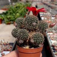 Rebutia zecheri WR 650