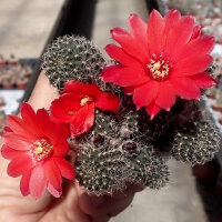 Rebutia zecheri WR 650