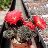 Rebutia zecheri WR 650