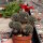 Rebutia zecheri WR 650