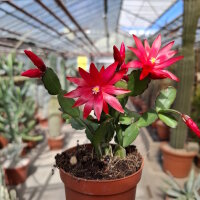 Rhipsalidopsis-Hybr. Rote Blüte
