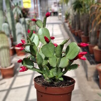 Rhipsalidopsis-Hybr. Rote Blüte