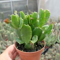 Rhipsalidopsis gaertneri