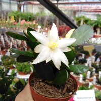 Rhipsalidopsis-Hybr. Mohegan Spirit