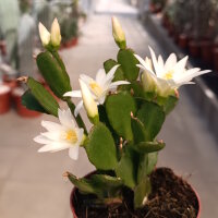 Rhipsalidopsis-Hybr. Mohegan Spirit