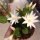Rhipsalidopsis-Hybr. Mohegan Spirit