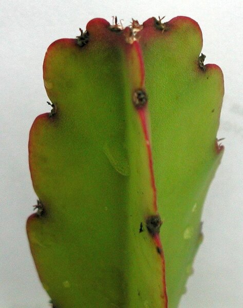 Rhipsalis agudoensis HU 821