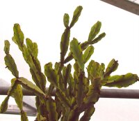 Rhipsalis agudoensis HU 821