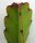 Rhipsalis agudoensis HU 821