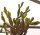Rhipsalis agudoensis HU 821