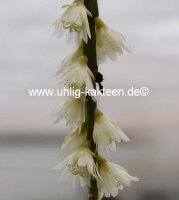 Rhipsalis alboareolata HU 996