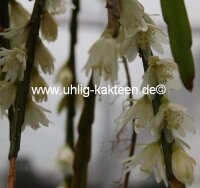 Rhipsalis alboareolata HU 996