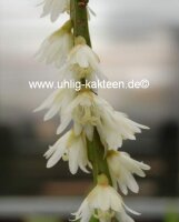Rhipsalis alboareolata HU 996