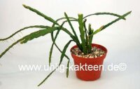 Rhipsalis alboareolata HU 996