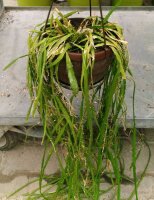Rhipsalis alboareolata HU 996