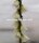 Rhipsalis alboareolata HU 996