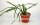 Rhipsalis alboareolata HU 996