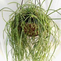 Rhipsalis teres form HU 1099