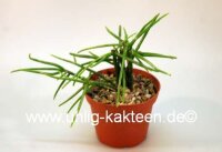 Rhipsalis teres form HU 1099