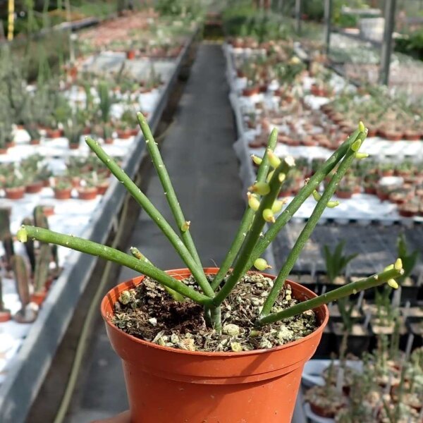 Rhipsalis baccifera f. cassuthasyn. cassutha