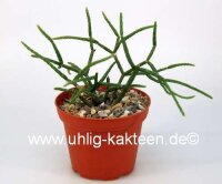 Rhipsalis baccifera ssp. horrida