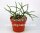 Rhipsalis baccifera ssp. horrida