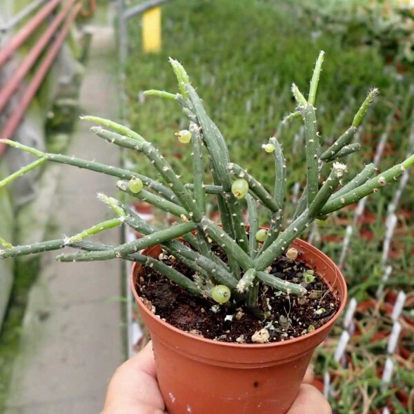 Rhipsalis baccifera ssp. horrida Fort Douphin, Madagaskar