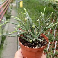 Rhipsalis baccifera ssp. horrida Fort Douphin, Madagaskar