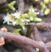 Rhipsalis baccifera ssp. horrida Fort Douphin, Madagaskar
