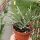 Rhipsalis baccifera ssp. horrida Fort Douphin, Madagaskar