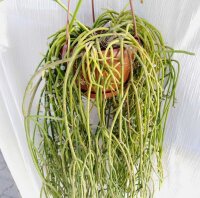 Rhipsalis baccifera ssp. mauritianaJB 9201