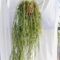 Rhipsalis baccifera ssp. mauritianaJB 9201