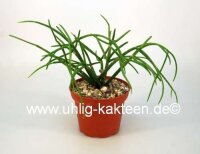 Rhipsalis baccifera ssp. mauritianaJB 9201