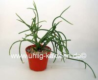 Rhipsalis baccifera ssp. mauritianaJB 9201