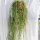 Rhipsalis baccifera ssp. mauritianaJB 9201