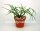 Rhipsalis baccifera ssp. mauritianaJB 9201