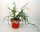 Rhipsalis baccifera ssp. mauritianaJB 9201
