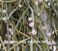 Rhipsalis baccifera  HNT 168.92