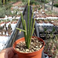 Rhipsalis baccifera  HNT 168.92