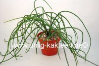 Rhipsalis baccifera  HNT 168.92