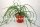Rhipsalis baccifera  HNT 168.92