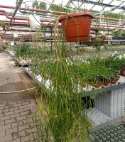 Rhipsalis burchellii