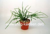 Rhipsalis burchellii