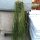 Rhipsalis burchellii